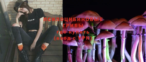 прущие грибы Абаза
